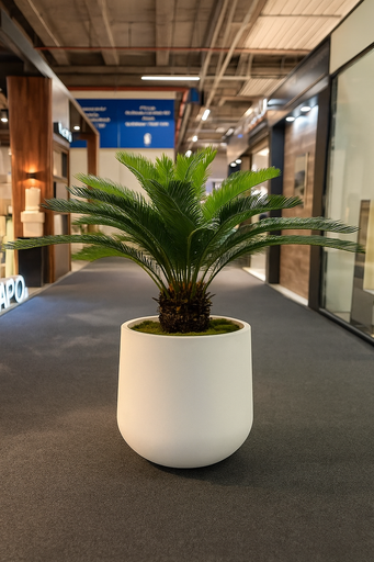 Plante Decorative Palmae