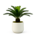 PLANTE DECORATIVE  PALMAE