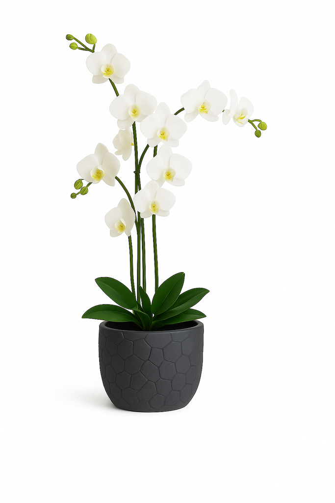 FLEUR DECORATIVE ORCHIDEA