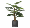 PLANTE DECORATIVE TROPICA