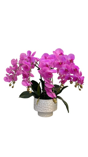 Fleur Eclat Orchidee